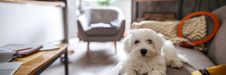 animais em apartamento